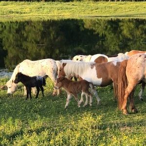 Meet your Posher, Sherry